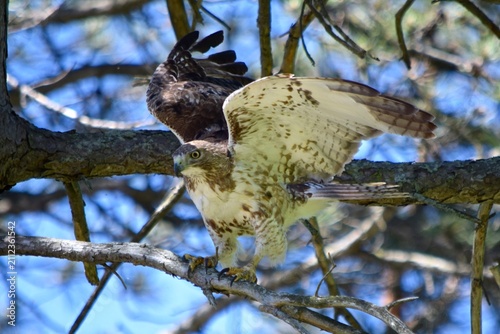 Foto red tailed hawk bird landing on tree