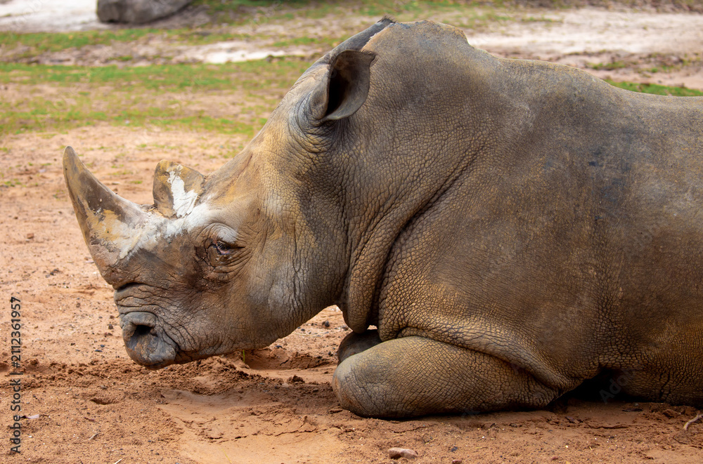 Obraz premium Close-up of a white rhinoceros resting on sandy ground. Powerful endangered mammal with large horn, symbolizing wildlife conservation and African fauna.