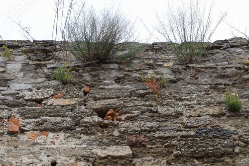 Cuadro en lienzo Plants grow on an old stone wall as they reach toward the gray sky in an urban a