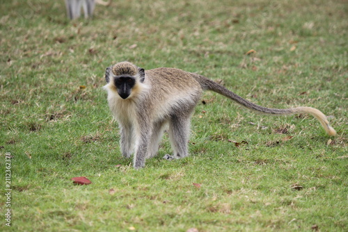 Bild auf Leinwand Full body profile view of a vervet monkey standing on green grass