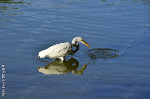 Принти на полотні Great egret hunting for fish in blue lake water with reflection