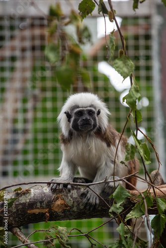 Cotton-top Tamarin