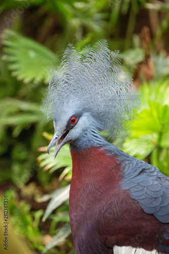 Bird