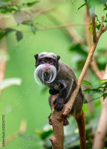Emperor Tamarin