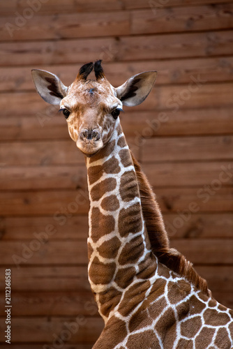 Baby giraffe 