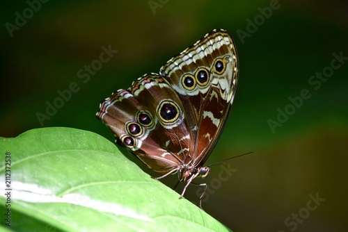 Fotografía outside wing pattern of blue morpho butterfly on leaf