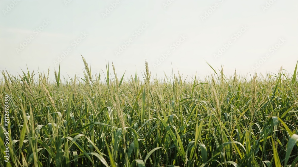 Fototapeta premium Green crop field with tall grass in the daytime. Nature and agriculture scene. The image of cultivation and farming. The concept of rural landscape and harvest.