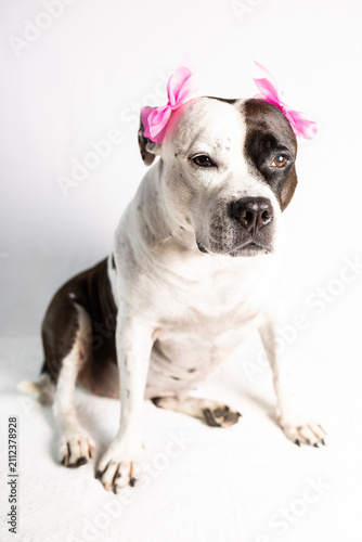 fashionable pit bull with pink bows sits on a white background