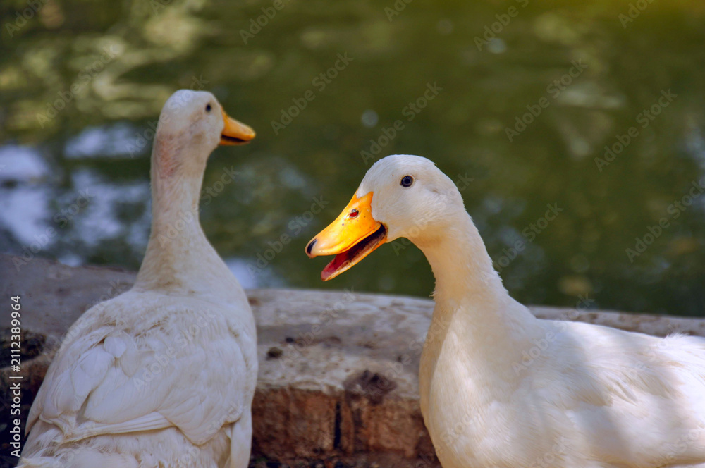 Fototapeta premium Two White Ducks by a Pond in Natural Daylight