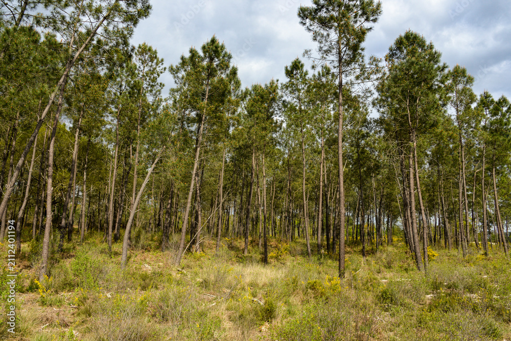 Fototapeta premium Foret Landaise,
