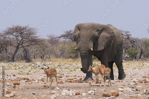 Bull African Elephant (Loxodonta africana) approaching a waterhole in Etosha National Park, Namibia