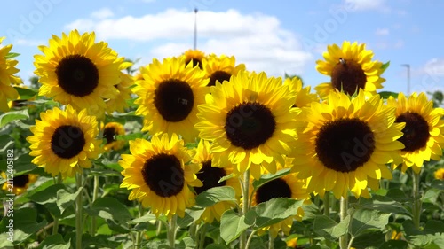 Sonnenblumenfeld