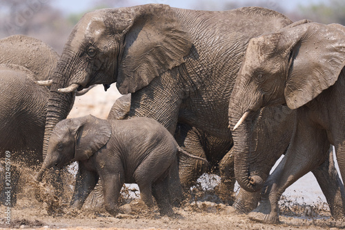 Herd of African Elephant (Loxodonta africana) at a waterhole in Etosha National Park in Namibia