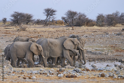 Herd of African Elephant (Loxodonta africana) at a waterhole in Etosha National Park in Namibia