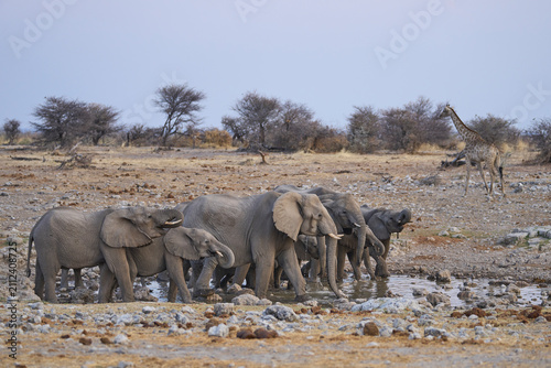 Herd of African Elephant (Loxodonta africana) at a waterhole in Etosha National Park in Namibia