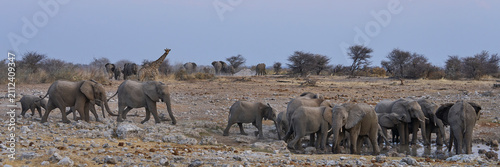 Herd of African Elephant (Loxodonta africana) at a waterhole in Etosha National Park in Namibia