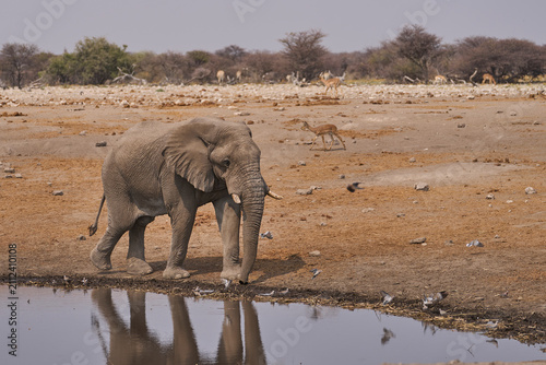 Bull African Elephant (Loxodonta africana) approaching a waterhole in Etosha National Park, Namibia