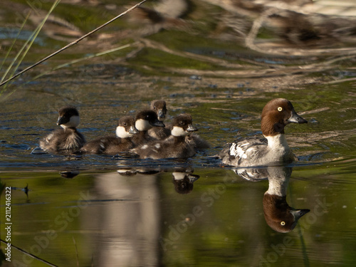 Common Goldeneye with ducklings