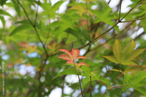 A colourful leaf