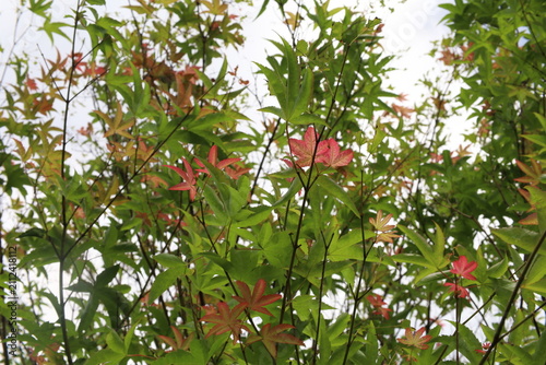 Colourful foliage