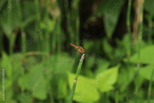 A dragonfly