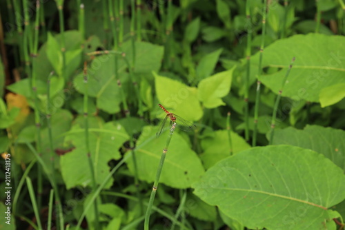 A dragonfly