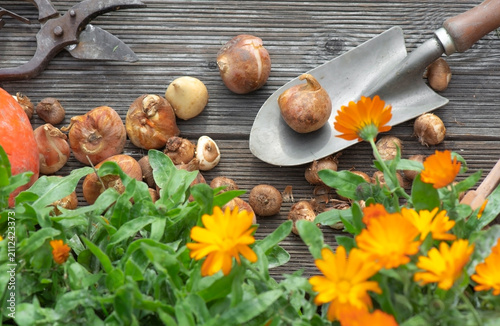 view directly above on plant bulbs on  small shovel and with marigold flowers...