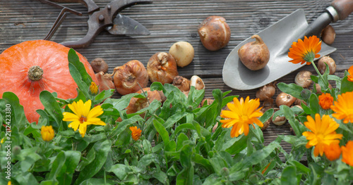 view directly above on plant bulbs on  small shovel and with marigold flowers...