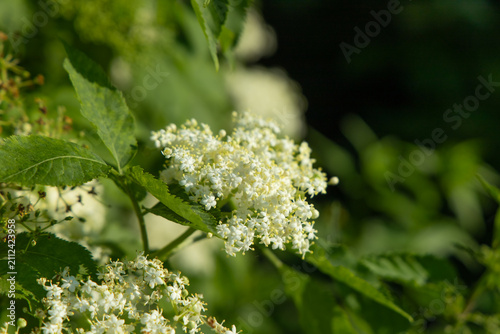 Elderberry flowers grow on green branches in a natural setting during the daytime in summer