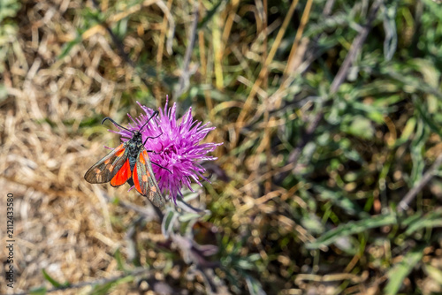Close up of a colourful Zygaena moth on purple flower on Anglesey coast, Wales