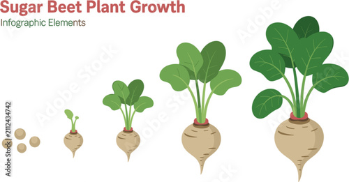 Sugar Beet Plant Growth Stages Infographic Vector Set Showing Root Cultivation Cycle from Seeds to Mature Crop for Agriculture and Botanical Layouts