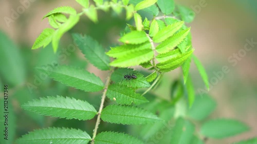 A high-angle macro shot of a large black ant exploring vibrant green, serrated leaves outdoors. The insect is sharply focused against a soft, blurred natural background, capturing wildlife activity in