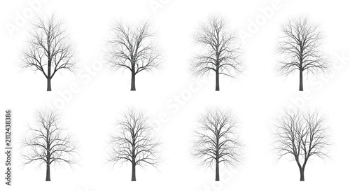 eight bare trees in winter with different shapes standing isolated on a white background design templates