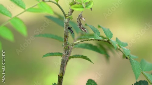 Macro shot of big black ants tending to a colony of small green aphids on plant stems and leaves. A natural example of mutualism and symbiotic interaction in the insect world.