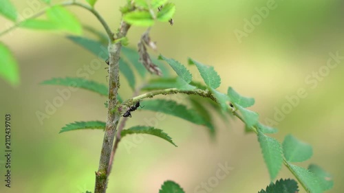 Close-up footage of black ants crawling over green leaves, interacting with tiny green aphids. Showcases natural biological pest activity and ecosystem dynamics in a home garden.