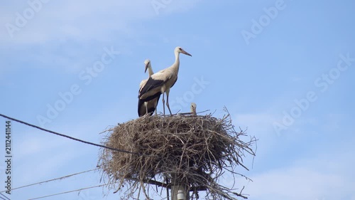 A pair of white stork pair inside their large stick nest built on an electric pole. The adult storks are leaning down to care for and feed their small chick against a clear blue sky.
