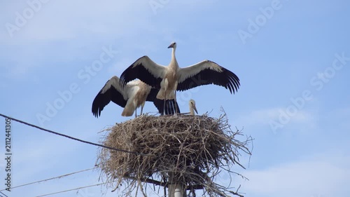 A low-angle wide shot of a white stork family in a large stick nest built high on a power pole against a blue sky. One parent stands tall with wide open wings, protecting and watching over the mate an