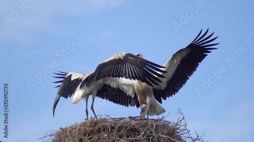 A dynamic close-angle shot of white storks in their nest with large wings fully spread out against a bright blue sky. The birds demonstrate impressive wingspan as they interact with their chick in the