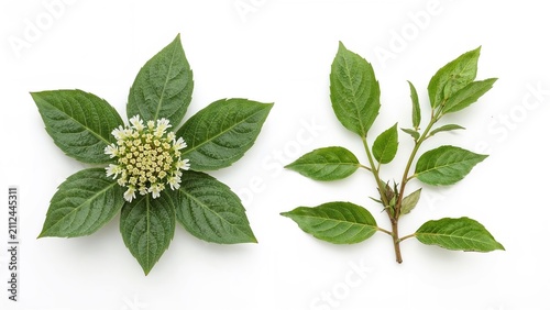 Aromatic plant with leaves and flowering cluster, showing fresh green foliage and flowering stages. Herbal plant, aromatic, and medicinal properties.