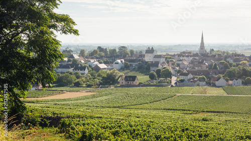 Village de Meursault. Vigne en Bourgogne. Rangs de vigne. Viticulture en France. Culture des raisins pour le vin en Côte-d'Or. Vignoble bourguignon