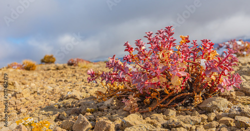 фотографія Arbusto de hojas rojas y amarillas creciendo en un entorno ricos y árido, con un fondo de cielo nublado