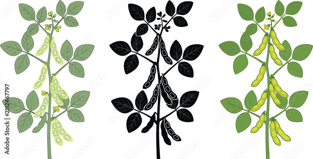 Obraz premium Detailed soybean plant vector set featuring colorful line art outline and solid black silhouette variants isolated on white background