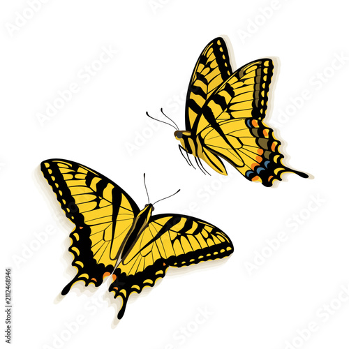 Two yellow swallowtail butterflies isolated on white background vector illustration