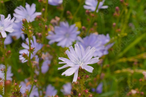 Chicory flower (Cichorium intybus) in a meadow