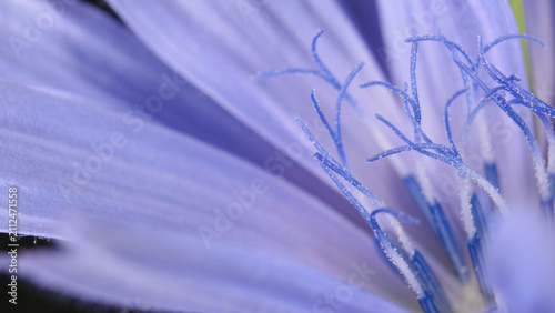 Macro shot of chicory flower (Cichorium intybus)