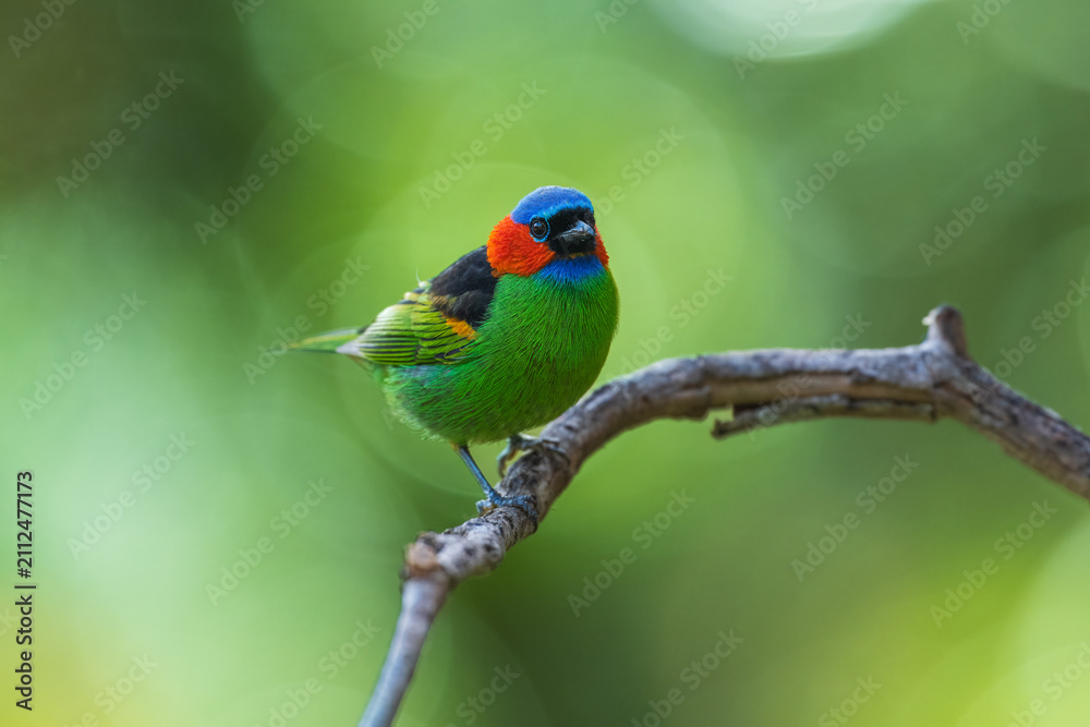 Obraz premium Vibrant Red-necked Tanager (Tangara cyanocephala) perched on a branch in the Atlantic Forest, Brazil.