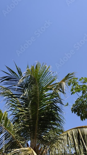 Beautiful Blue Sky with Fresh Green Tree Branches in Daylight