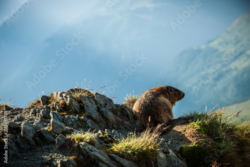 Bild auf Leinwand marmot in the mountains