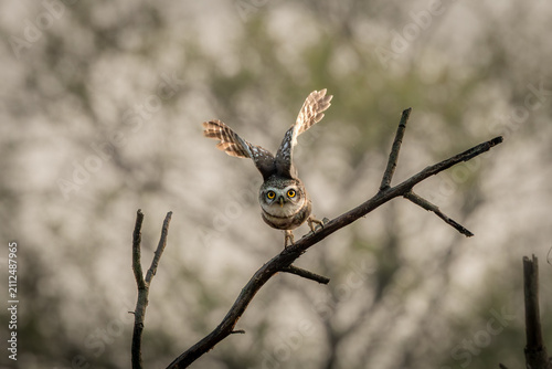 Foto Spotted owlet in flight at Bharatpur, Rajasthan bird sanctuary, India
