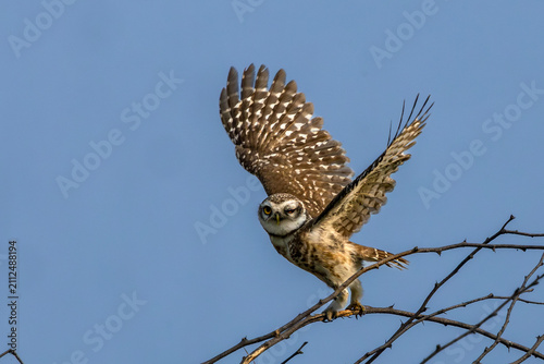 Canvastavla Spotted owlet in flight at Bharatpur, Rajasthan bird sanctuary, India